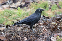 Corvus mellori