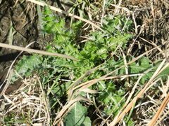 Sonchus asper