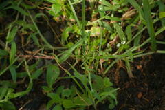 Cyperus sphacelatus