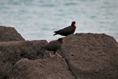 Haematopus fuliginosus