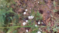 Gypsophila