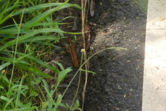Digitaria bicornis