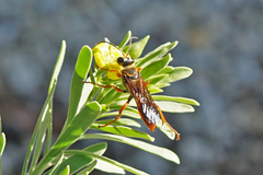 Sphex jamaicensis