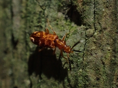 Lemodes