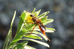 Sphex jamaicensis