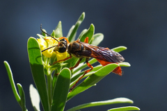 Sphex jamaicensis