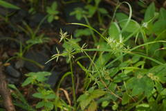 Cyperus sphacelatus