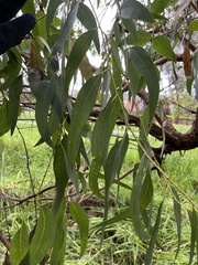 Eucalyptus radiata