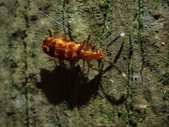 Lemodes