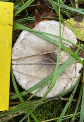 Agaricus buckmacadooi