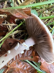 Agaricus buckmacadooi