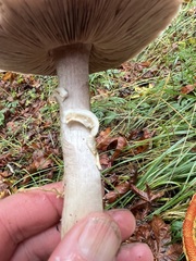Agaricus buckmacadooi