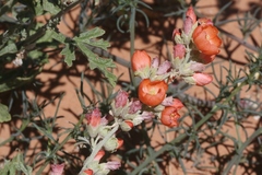Sphaeralcea grossulariifolia