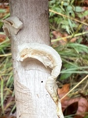 Agaricus buckmacadooi