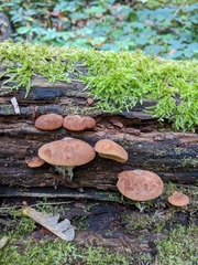 Crepidotus crocophyllus
