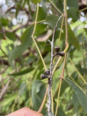Eucalyptus radiata