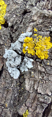 Physcia caesia