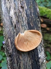 Crepidotus crocophyllus