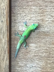 Phelsuma laticauda
