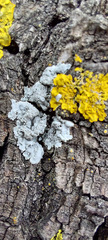 Physcia caesia
