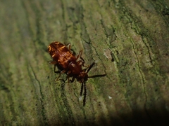 Lemodes