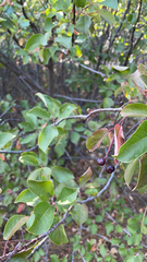 Prunus virginiana