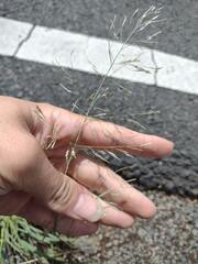 Eragrostis tenuifolia
