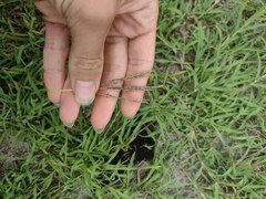 Bothriochloa pertusa