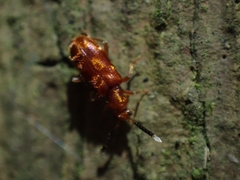 Lemodes