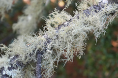 Usnea