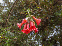 Cantua