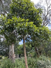 Lophostemon confertus