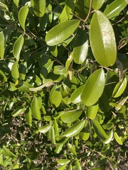 Quadrella jamaicensis