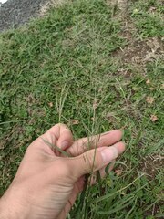 Eragrostis tenuifolia