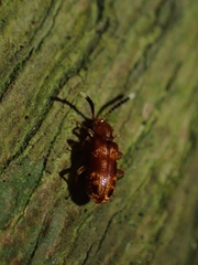 Lemodes