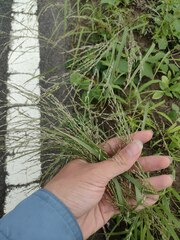 Eragrostis pectinacea