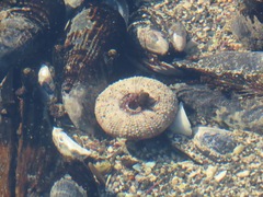 Strongylocentrotus purpuratus