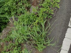Melinis repens