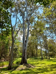 Eucalyptus tereticornis