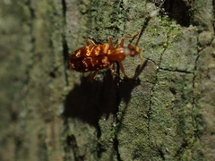 Lemodes
