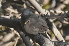 Columbina cruziana