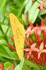 Phoebis argante