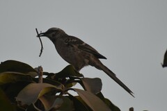 Mimus longicaudatus