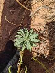 Dieteria canescens