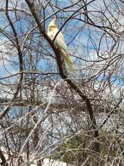 Nymphicus hollandicus