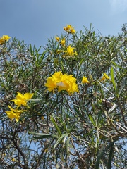 Cascabela thevetioides