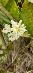 Ligustrum ovalifolium