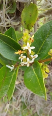 Ligustrum ovalifolium