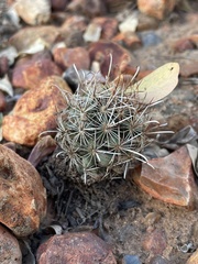 Ancistrocactus scheeri