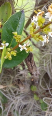 Ligustrum ovalifolium
